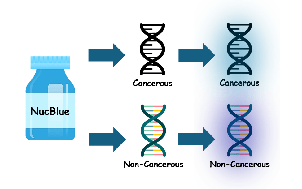 a figure depicting how NucBlue binds to DNA in cancerous cells to fluoresce blue
